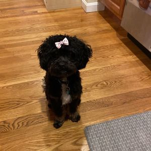 Meet your Posher, Heidi